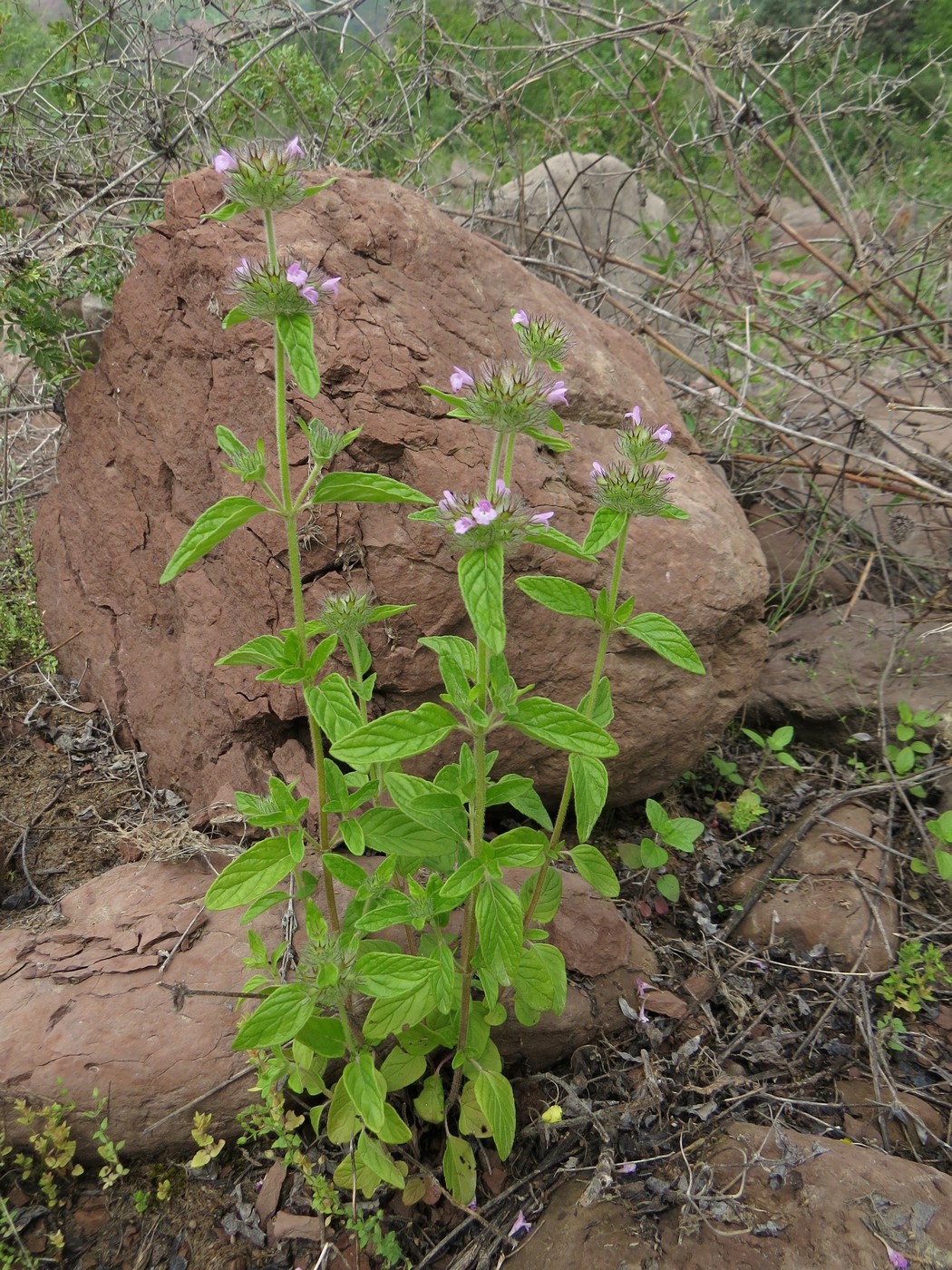 Image of Clinopodium integerrimum specimen.