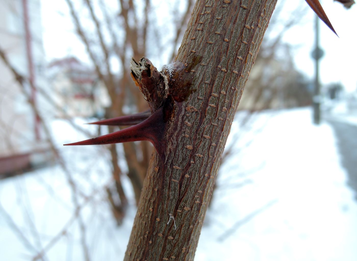 Изображение особи Robinia pseudoacacia.