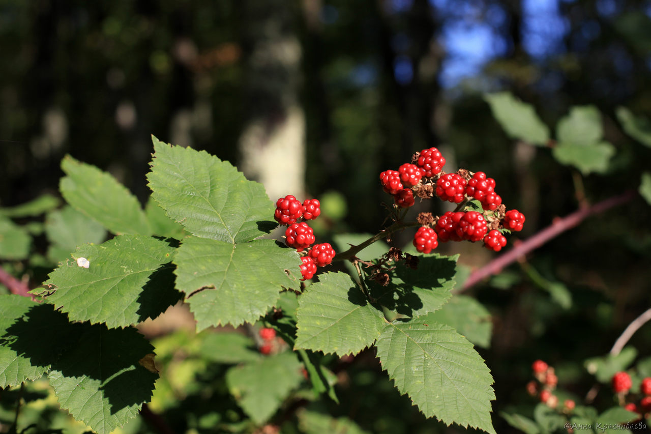 Изображение особи Rubus sanctus.