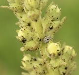 род Verbascum