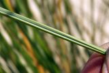 Ammophila arenaria