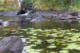 Nuphar lutea