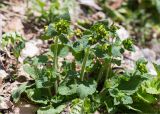 Scrophularia chrysantha