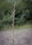 Elytrigia repens. Соплодие. Пермский край, г. Пермь, Дзержинский р-н, песчано-гравийный холм. 27.08.2023.