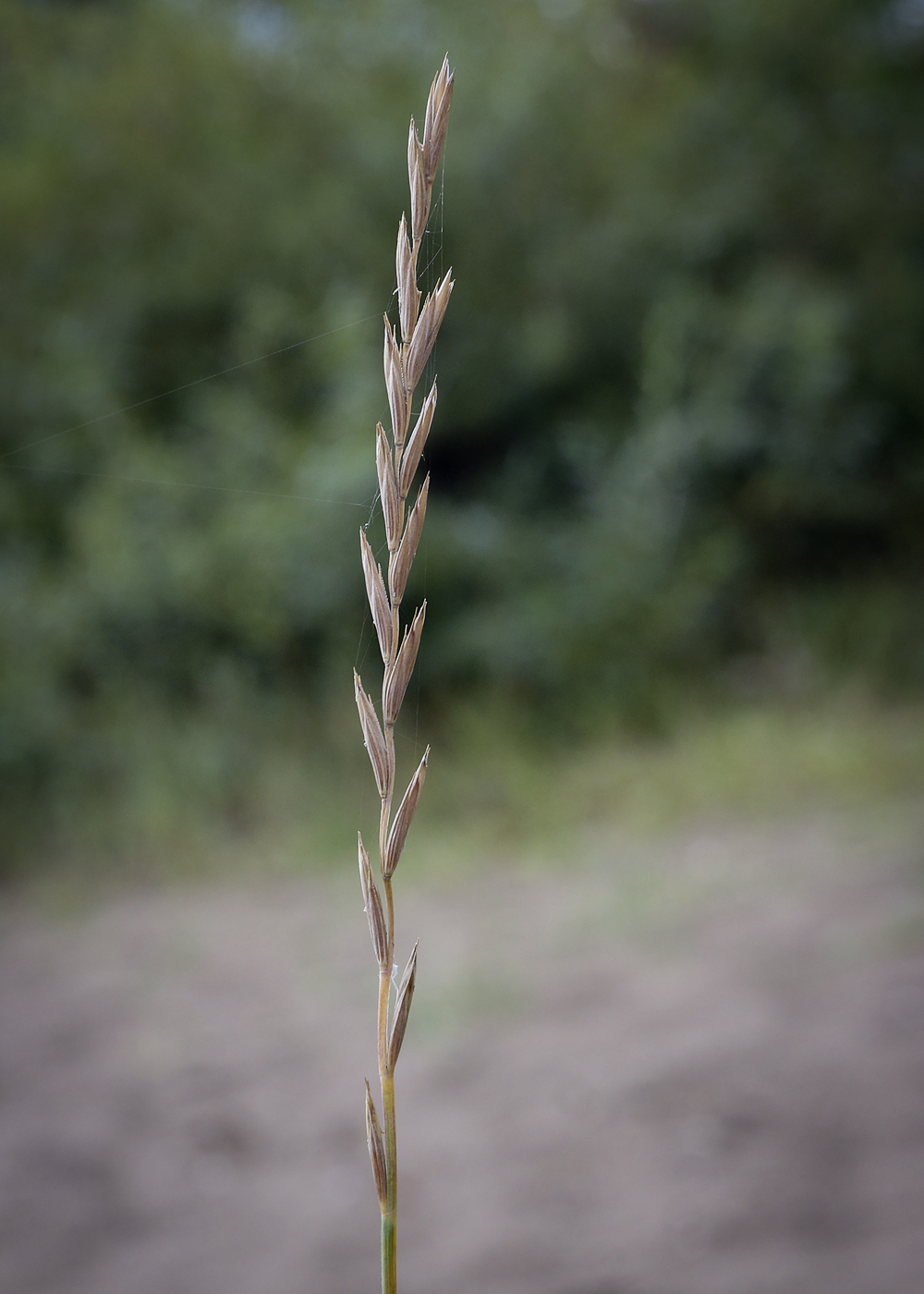 Изображение особи Elytrigia repens.