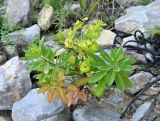 genus Euphorbia. Отцветшее растение. Якутия, Хангаласский улус, берег р. Синей. Июль 2013 г.
