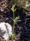 Galium palustre