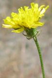 Crepis setosa