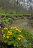 Caltha fistulosa. Цветущее растение на берегу ручья. Южный Сахалин, Долинский р-н, р. Пуховая. 05.06.2011.