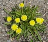 genus Taraxacum