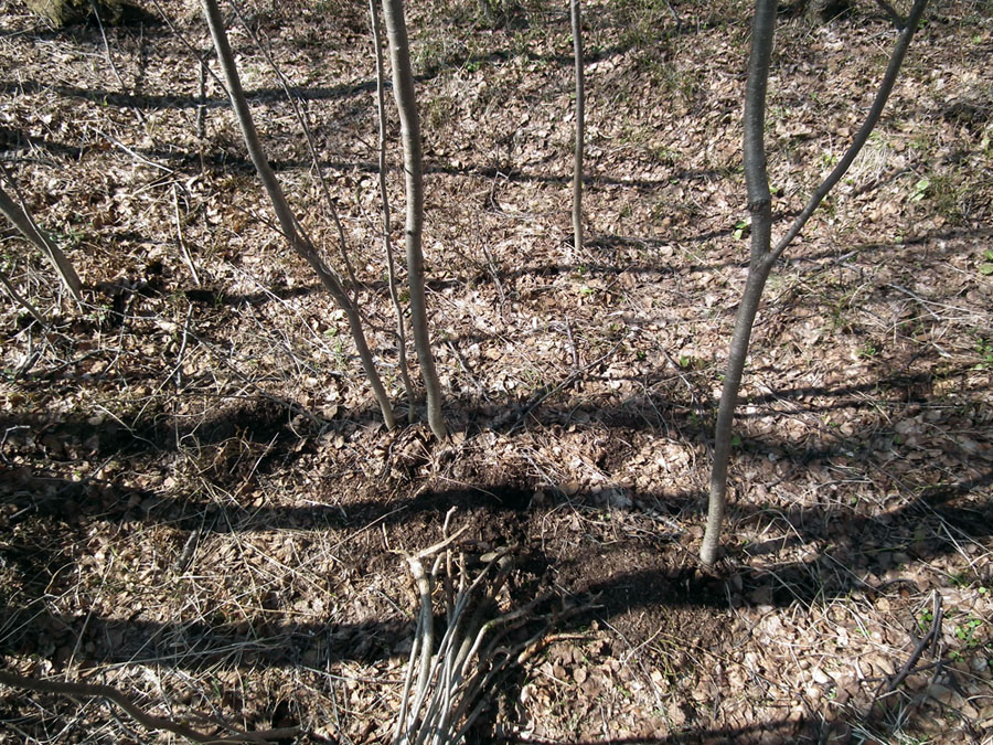 Image of Sorbus aucuparia specimen.