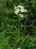 Nasturtium officinale. Соцветие с цветками и завязавшимися плодами. Крым, окраины г. Ялты, у ручья. 25 мая 2012 г.