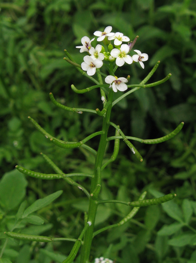 Изображение особи Nasturtium officinale.