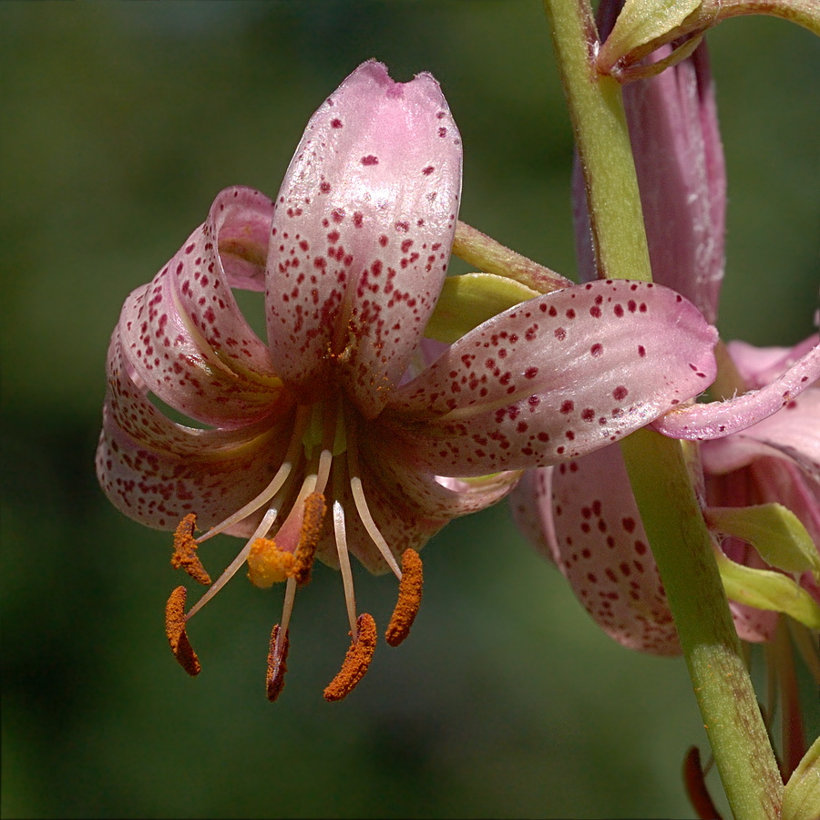 Изображение особи Lilium martagon.