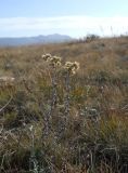 Helichrysum arenarium. Плодоносящие растения. Крым, гора Чатырдаг, нижнее плато. 29 сентября 2012 г.