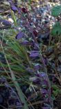 Chenopodium strictum. Часть цветущего растения в антоциановой окраске. Курская обл., Железногорский р-н, р. Песочная, хвостохранилище МГОКа. 11 сентября 2007 г.