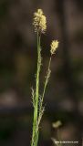 Carex pilosa