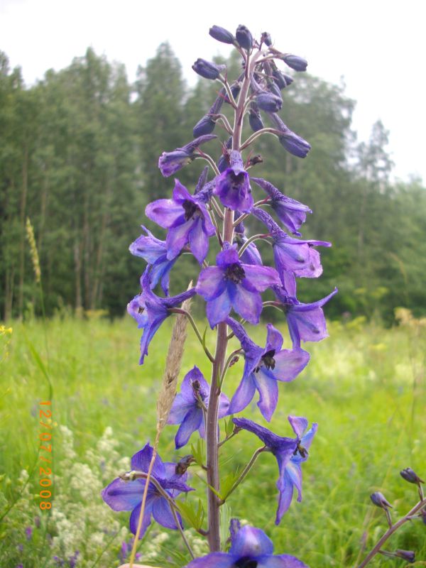 Изображение особи Delphinium elatum.