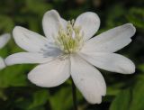 Anemone amurensis. Цветок. Приморский край, Уссурийский р-н, с. Горнотаёжное. 05.05.2013.