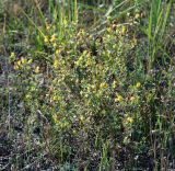 Trifolium aureum