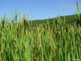 Typha shuttleworthii