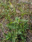 Oxytropis glabra