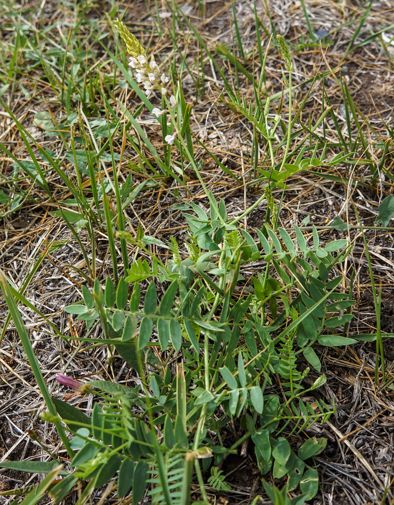 Изображение особи Oxytropis glabra.