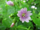 Claytonia sibirica