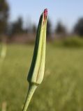 Tragopogon porrifolius ssp. longirostris