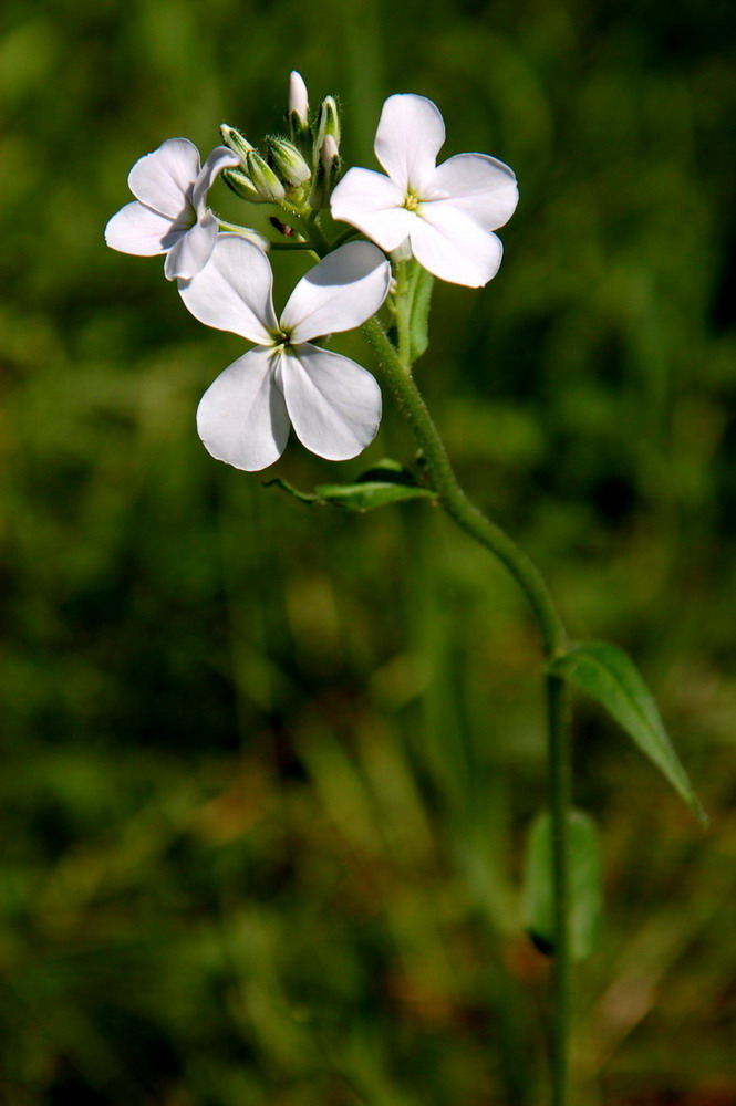 Изображение особи Hesperis sibirica ssp. pseudonivea.