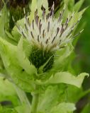 Cirsium oleraceum