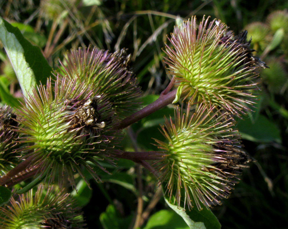 Изображение особи Arctium leiospermum.