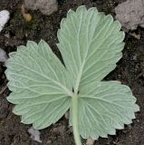 Potentilla megalantha