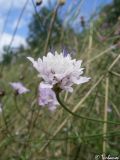 Cephalaria transsylvanica. Соцветие. Крым, Севастополь, Байдарская долина, окр. с. Орлиное. 22.08.2009.