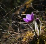 Pulsatilla patens. Цветущее растение. Пермский край, Лысьвенский р-н, вершина камня Мултык. 02.05.2015.