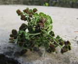 Asplenium ruta-muraria. Спороносящее растение. Абхазия, Гудаутский р-н, г. Новый Афон, Симоно-Кананитский монастырь, стена. 20 августа 2009 г.