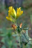 Medicago falcata