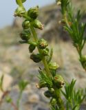 Artemisia monostachya