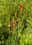 Lilium buschianum. Верхушка побега с плодами и цветками. Амурская обл., Бурейский р-н, правый берег р. Бурея, окр. с. Малиновка. 17.07.2016.