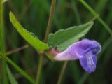 Scutellaria galericulata. Часть побега с цветком. Нидерланды, провинция Friesland, Drogeham, заказник Hamstermieden, на заболоченном лугу. 14 июля 2009 г.