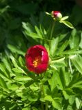 Paeonia peregrina