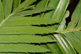 Dioon spinulosum