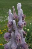 Aconitum orientale. Верхушка соцветия. Адыгея, Кавказский биосферный заповедник, Фишт-Оштенский массив, юго-восточный склон горы Оштен, ≈ 2300 м н.у.м., субальпийский луг среди камней. 13.08.2016.