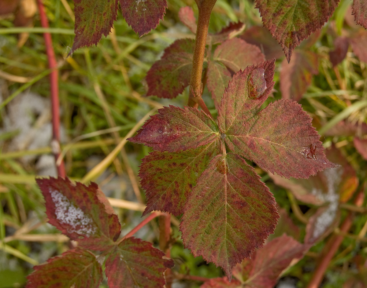 Image of Rubus allegheniensis specimen.