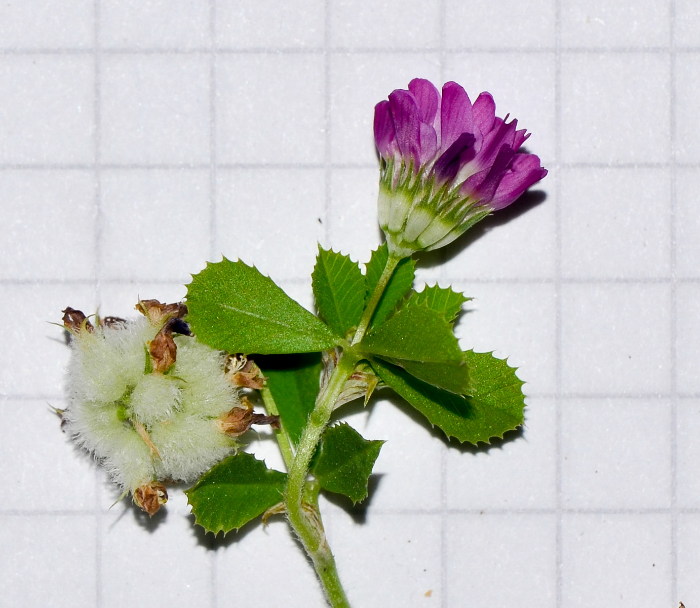 Image of Trifolium tomentosum specimen.