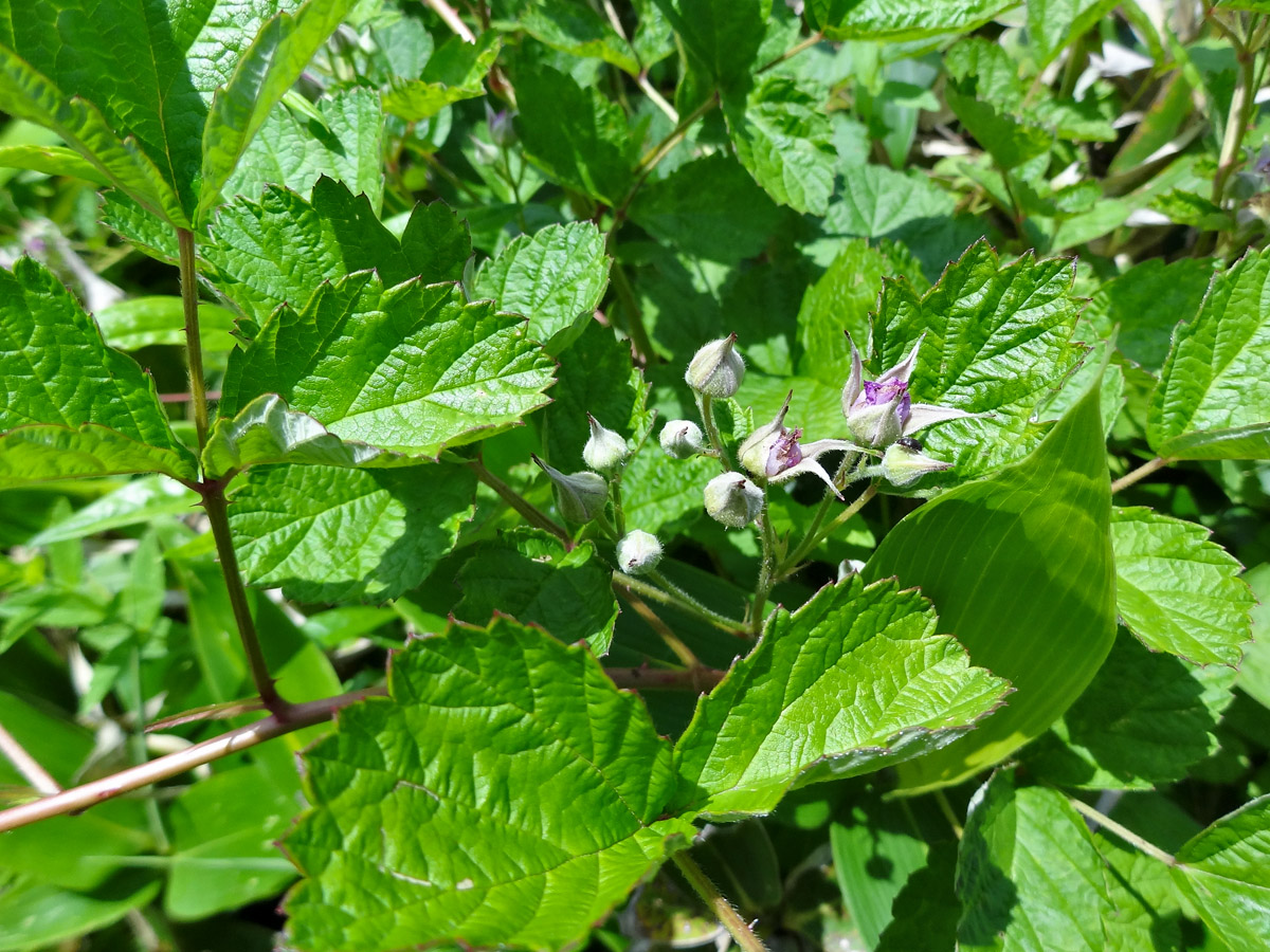 Image of Rubus mesogaeus specimen.