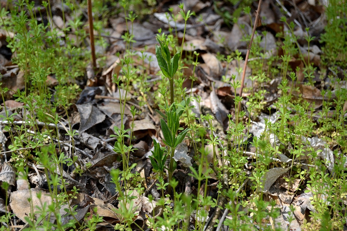 Image of Rubia tinctorum specimen.