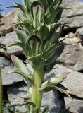 Acanthus spinosus