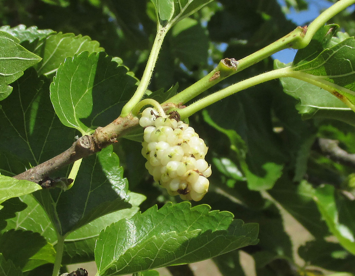 Изображение особи Morus alba.