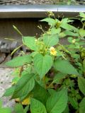 Impatiens parviflora